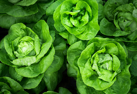 Cabbage | Green Per lbs
