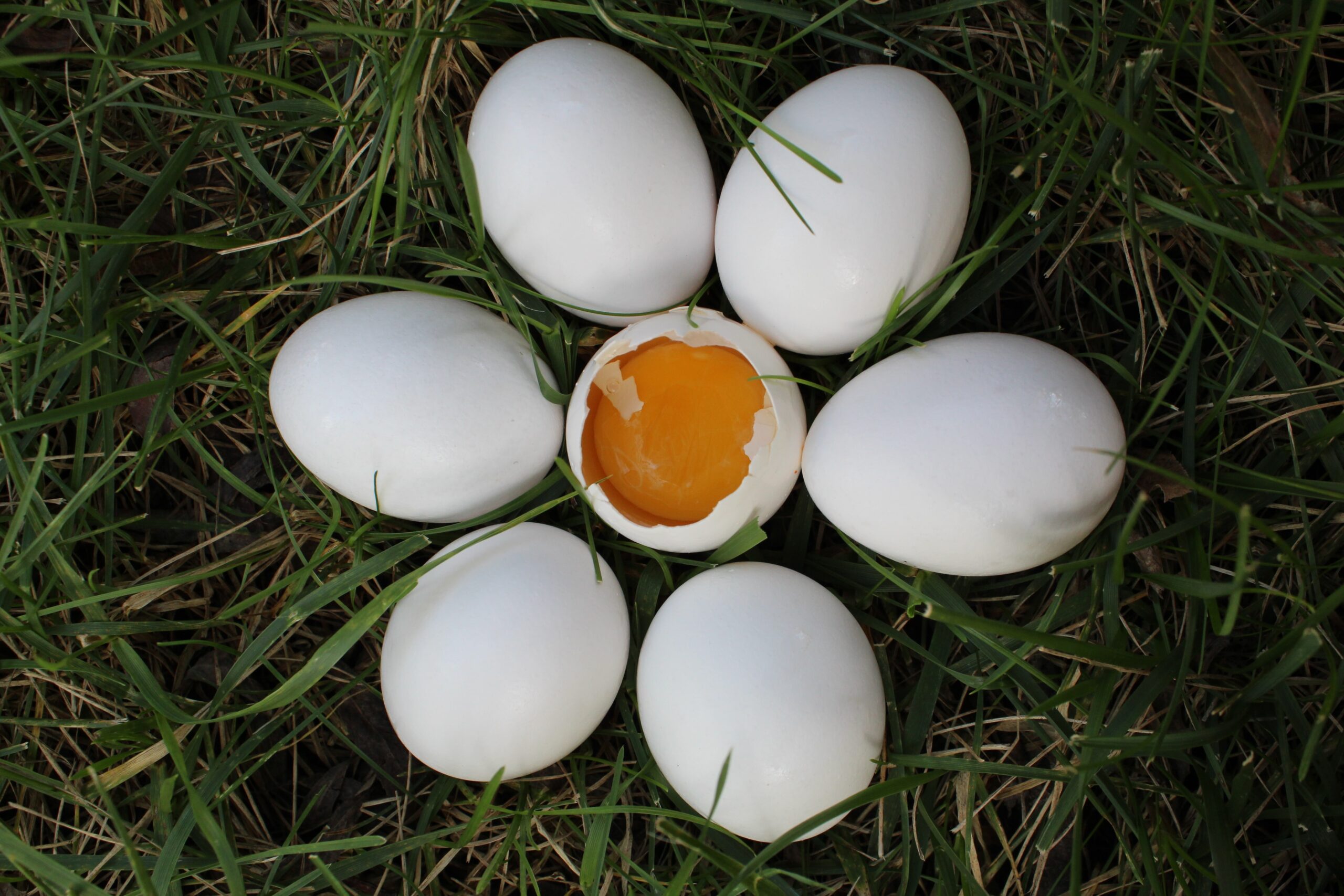 Eggs Large Loose Case(15DOZ)
