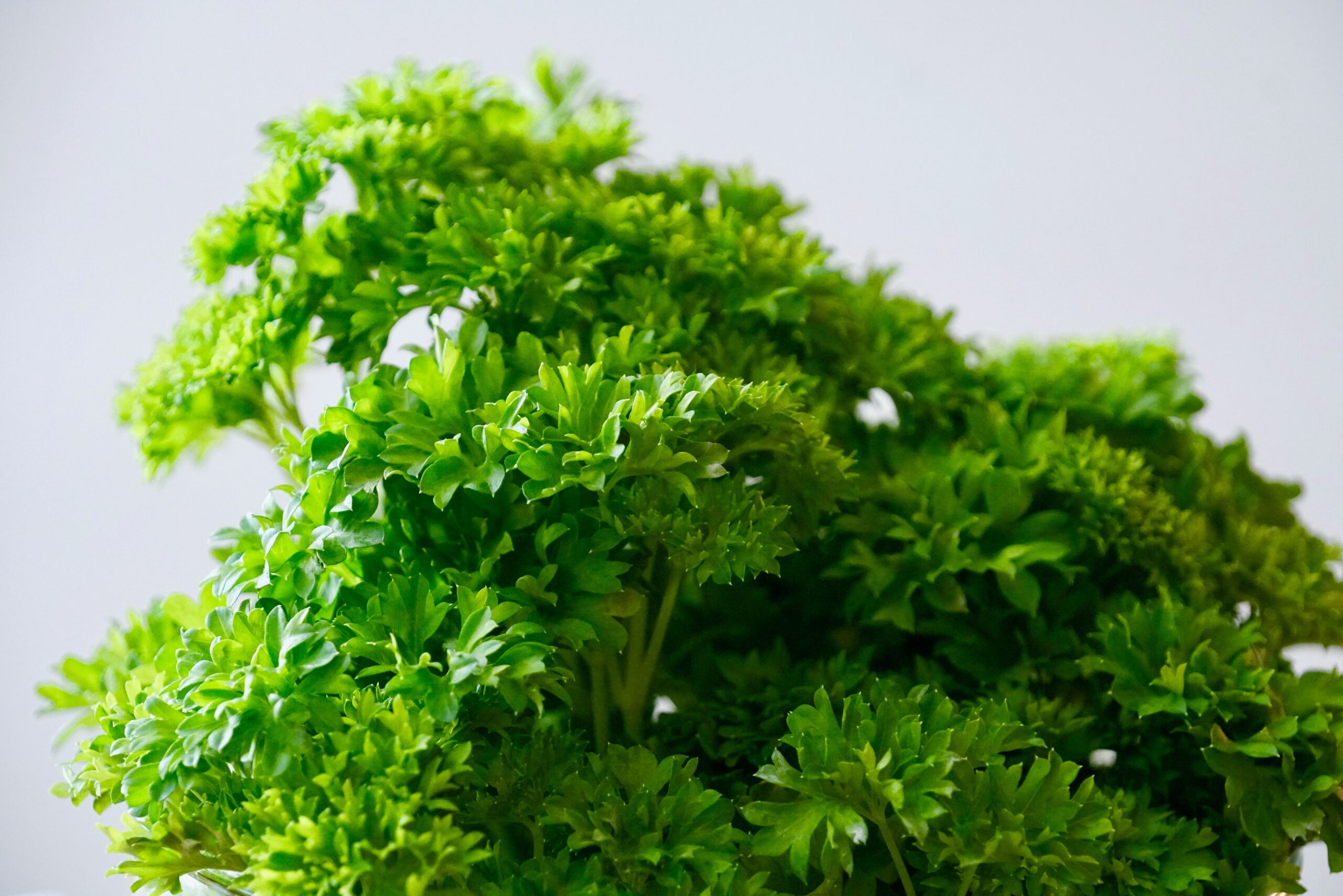 PARSLEY-CURLY each