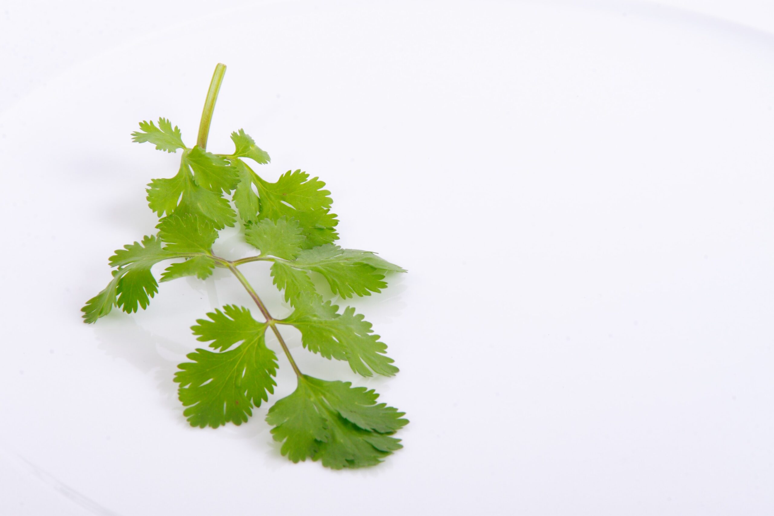 Parsley-PLAIN each